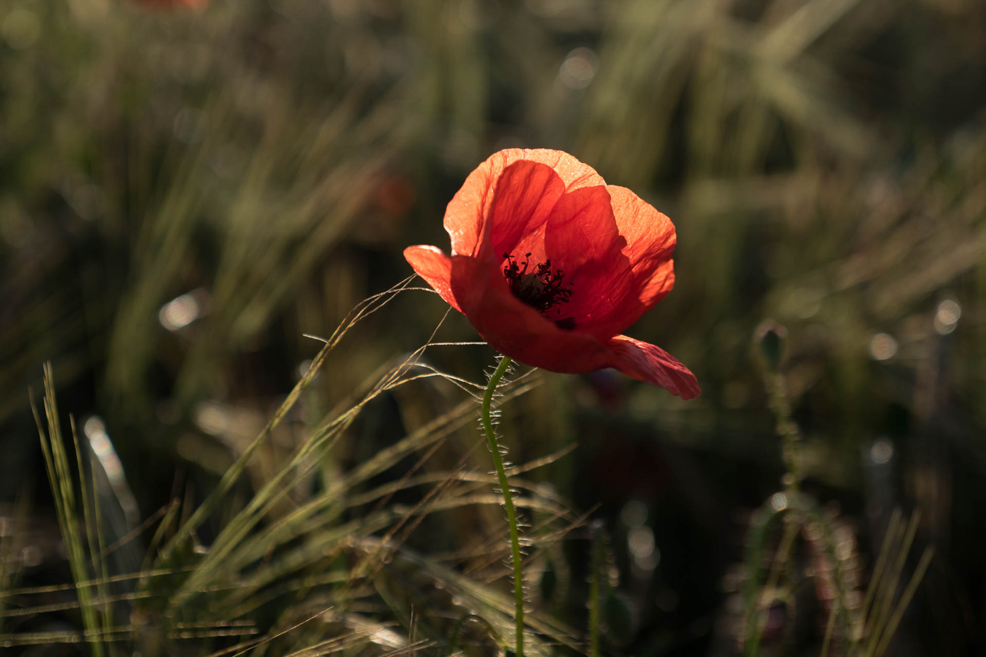 Roter Mohn im Geggenlicht